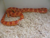 albino corn.jpg