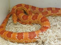 albino corn2.jpg