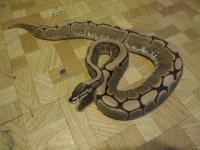 more snakes 010.jpg