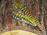 tegu.jpg