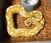caramel albino male for sale.jpg