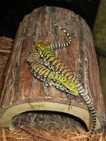 tegu2.JPG