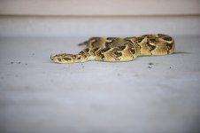 adder1.jpg