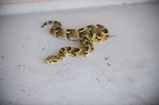 adder2.jpg