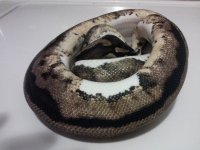 pied male good.jpg