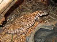 redtegu.jpg