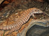 redtegu2.jpg
