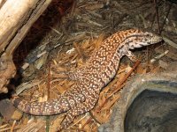 redtegu3.jpg
