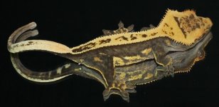 IMG_2288.jpg