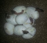 Hatching Apr24.jpg