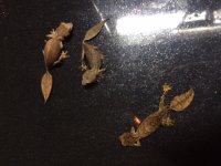 geck1.jpeg