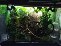 geck cage.jpeg