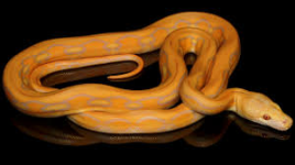 lavender albino Sun Tiger Retic.png