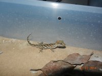 incubator and pictus FS 009.jpg