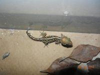 incubator and pictus FS 010.jpg