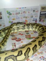 carpetpython.jpg