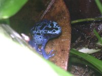 froglet 1.JPG