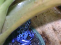 froglet 2.JPG