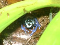 froglet 3.JPG