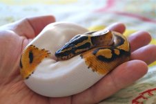 Male Pied 1.jpg