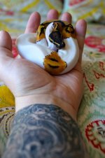 Male Pied 2.jpg
