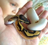 Male Pied 3.jpg