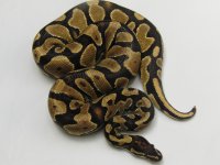 008-ODYB-M1.JPG
