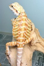 IMG_2668.jpg