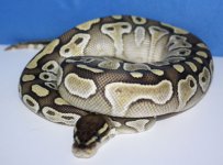 BallPython18.jpg