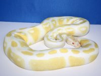 BallPython13.jpg