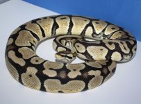 BallPython3.jpg