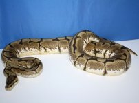 BallPython1.jpg