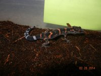 ALL geckos 02-26-14 033.jpg