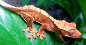 IMAG7322-1.jpg
