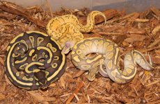 `13MojaveybGhostLesserDragonFems 001 (800x522).jpg