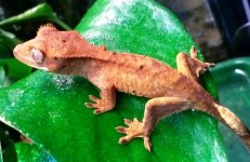 high orange tiger 2g.jpg