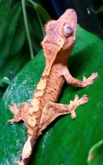 IMAG7230-1.jpg