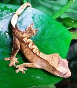IMAG6629-1.jpg