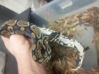 0.1 Blk Pastel het pied 350g.jpg