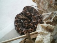 leucrurus m.JPG