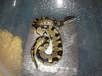ts axanthic het snow for sale male.jpg