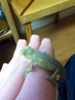 babychameleon.jpg