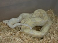 '13 Male Moonglow 003.jpg