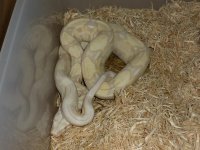 '13 Male Moonglow 002.jpg