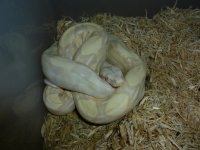 '13 Male Moonglow 001.jpg