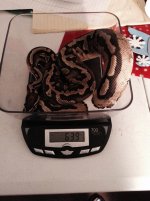 pied6.jpg