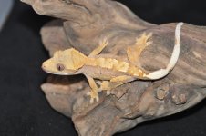 DSC_1123.jpg