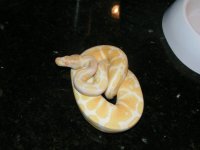 albino.jpg