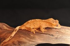 DSC_1169.jpg