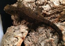 Dark Morph Leachie.jpg